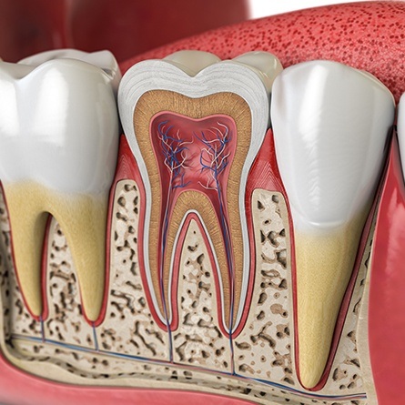 illustration of roots in tooth